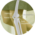GLUCOSAMINE.png