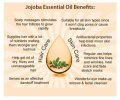 jojoba oil 2.jpeg