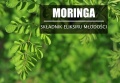 MORINGA 2.jpg