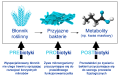 prebiotyki-postbiotyki.png