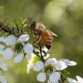 Bees_on_Manuka_flowers-36_800x800.webp