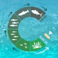 marine_algae_oil.jpg