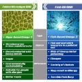 omega-3-vegan-or-fish.jpg