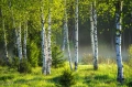 brzozy.webp