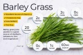 barley-grass_annotated-700d7842685449b89bac969fa286f316.jpg