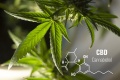 CBD OIL.jpg