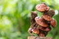 reishi-hero.jpg