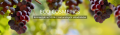 Screenshot 2024-05-29 at 15-39-32 Home - Eco Cosmetics.png