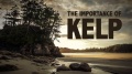 KELP-2.jpg