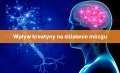 kreatyna-a-mozg.jpg