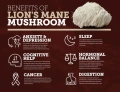 Lions-Mane-Mushroom.webp