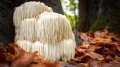 lions-mane.webp