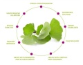 Ginkgo-Biloba-Benefits.jpg