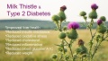 milk-thistle-and-type-2-diabetes.jpg