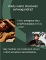 ashwagandha-biowen-kiedy-warto-stosowac.webp