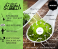 Chlorella.png