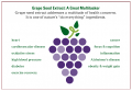 GRAPE-SEED.png
